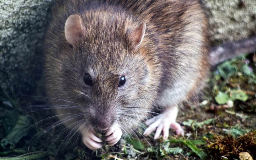 Rats increasingly causing more car repairs, says New York Times