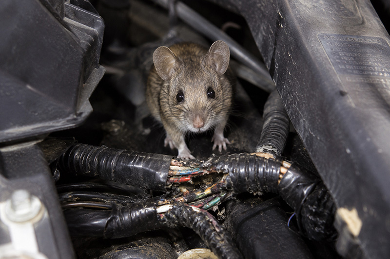 Engine cylinder in the hands of a mechanic